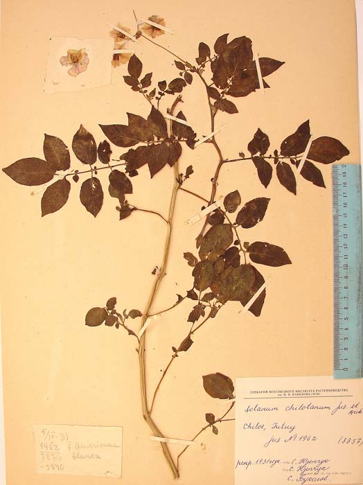 S. tuberosum chilotanum viride Lectotypus 1962